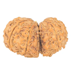 8 MK Gaurishankar 34.2mm 5.76gm - Rudraksha back