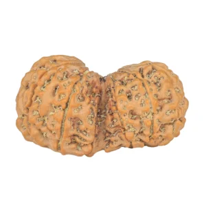 13 MK Gaurishankar 35.2mm 6.2gm - Rudraksha back