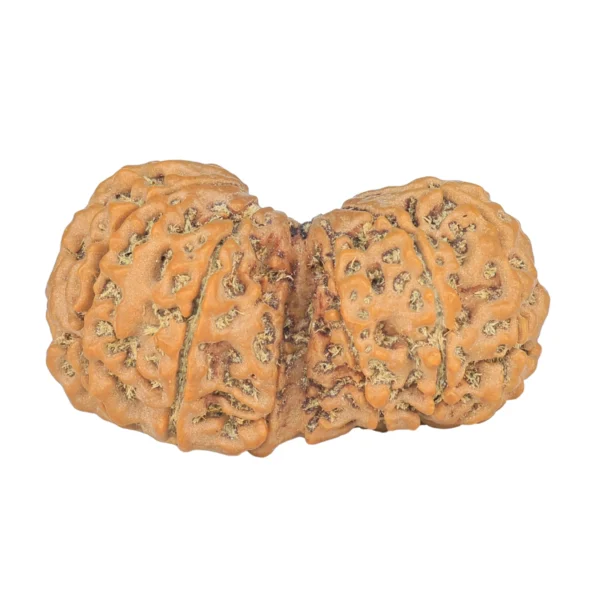 13 MK Gaurishankar 35.2mm 6.2gm - Rudraksha back