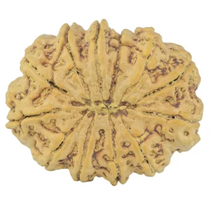 12 Mukhi Rudraksha 34.7mm 8.35gm - Rudraksha back