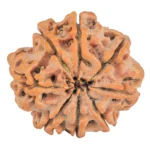 8 Mukhi Rudraksha 28.3mm 6.37gm - Rudraksha back