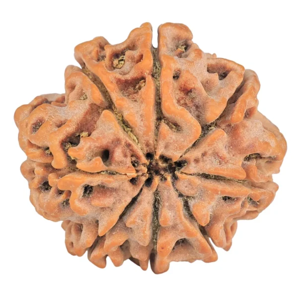 8 Mukhi Rudraksha 28.3mm 6.37gm - Rudraksha back