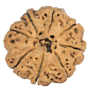 8 Mukhi Rudraksha 31.4mm 7.31gm - Rudraksha back
