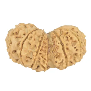 13 MK Gaurishankar 35.6mm 5.58gm - Rudraksha back