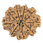 9 Mukhi Rudraksha 28.6mm 5.43gm - Origin: Nepal - Rudraksha back