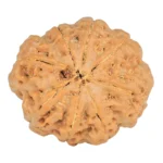 8 Mukhi Rudraksha 28.1mm 6.39gm - Rudraksha back