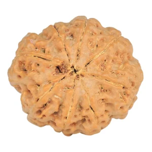 8 Mukhi Rudraksha 28.1mm 6.39gm - Rudraksha back