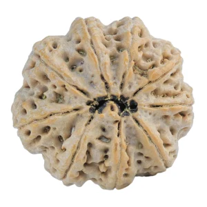 9 Mukhi Rudraksha 30.1mm 7.94gm - Rudraksha back