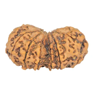 13 MK Gaurishankar 37.6mm 7.55gm - Rudraksha back