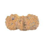 19 Mukhi Trijuti 14.9mm 0.37gm - Rudraksha back
