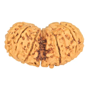 10 Mk Gaurishankar 35mm 5.32gm - Rudraksha back
