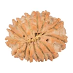 14 Mukhi Rudraksha 18.6mm 1.62gm - Rudraksha back