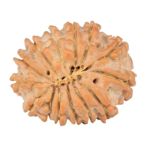 14 Mukhi Rudraksha 18.6mm 1.62gm - Rudraksha back