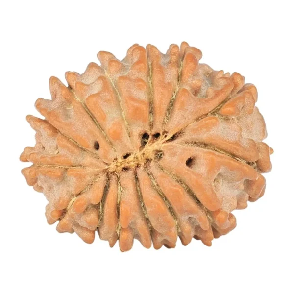 14 Mukhi Rudraksha 18.6mm 1.62gm - Rudraksha back