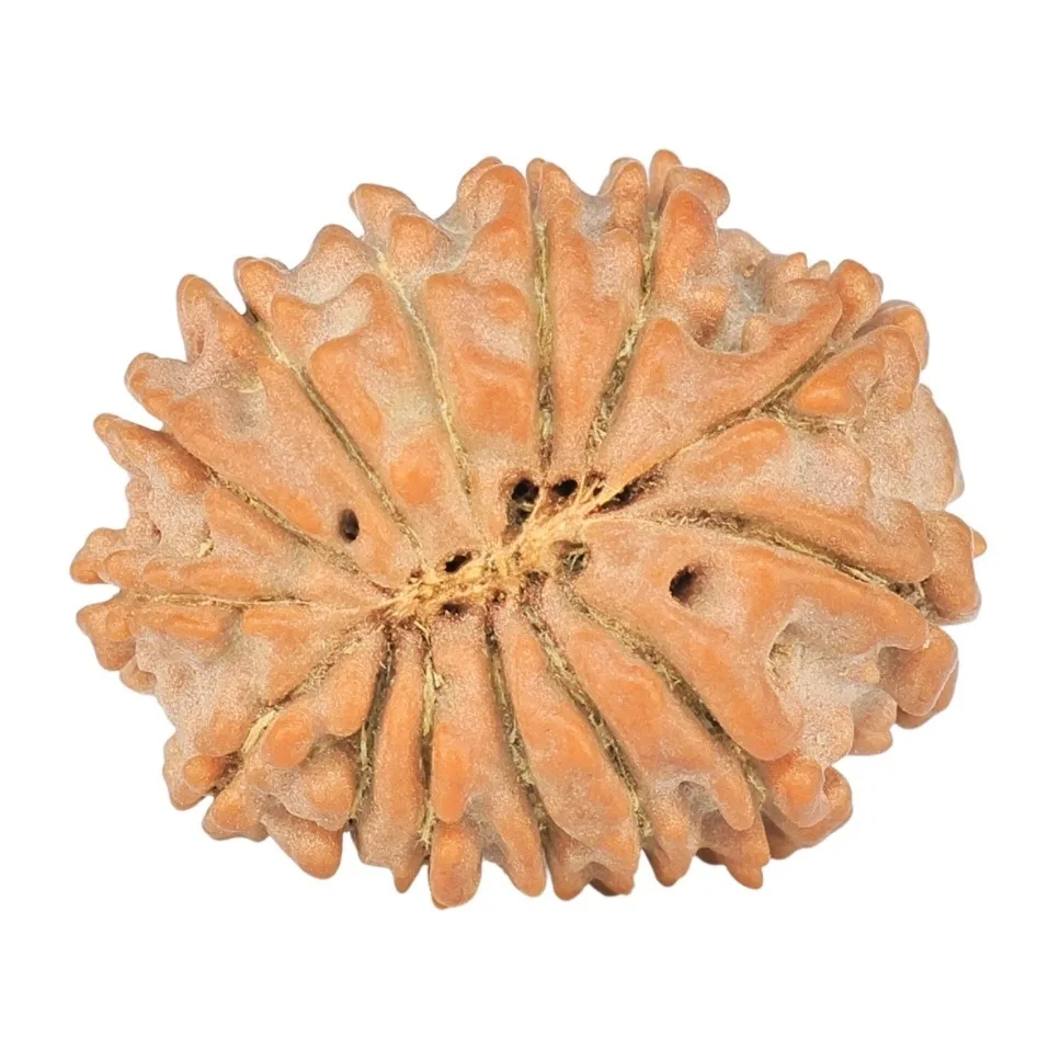 14 Mukhi Rudraksha 18.6mm 1.62gm - Rudraksha back