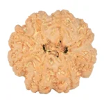 8 Mukhi Rudraksha 24.6mm 5.14gm - Rudraksha back