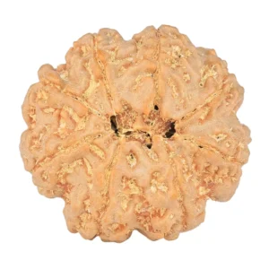 8 Mukhi Rudraksha 24.6mm 5.14gm - Rudraksha back