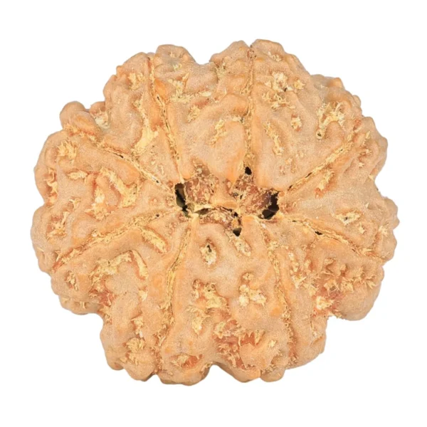 8 Mukhi Rudraksha 24.6mm 5.14gm - Rudraksha back