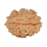 1 Mukhi Rudraksha 21.4mm 2.38gm - Rudraksha back