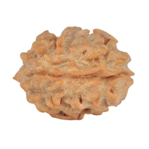 1 Mukhi Rudraksha 21.4mm 2.38gm - Rudraksha back