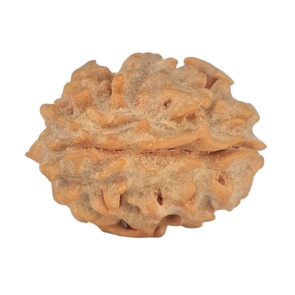 1 Mukhi Rudraksha 21.4mm 2.38gm - Rudraksha back