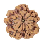 1MK(Underdeveloped) 22.1mm 3.53gm - Rudraksha back