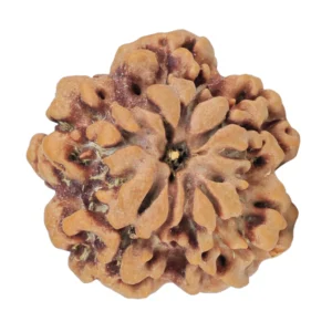 1MK(Underdeveloped) 22.1mm 3.53gm - Rudraksha back