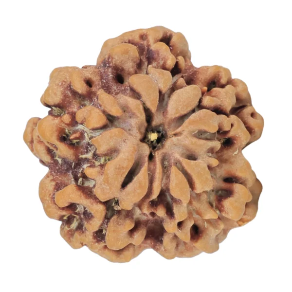 1MK(Underdeveloped) 22.1mm 3.53gm - Rudraksha back