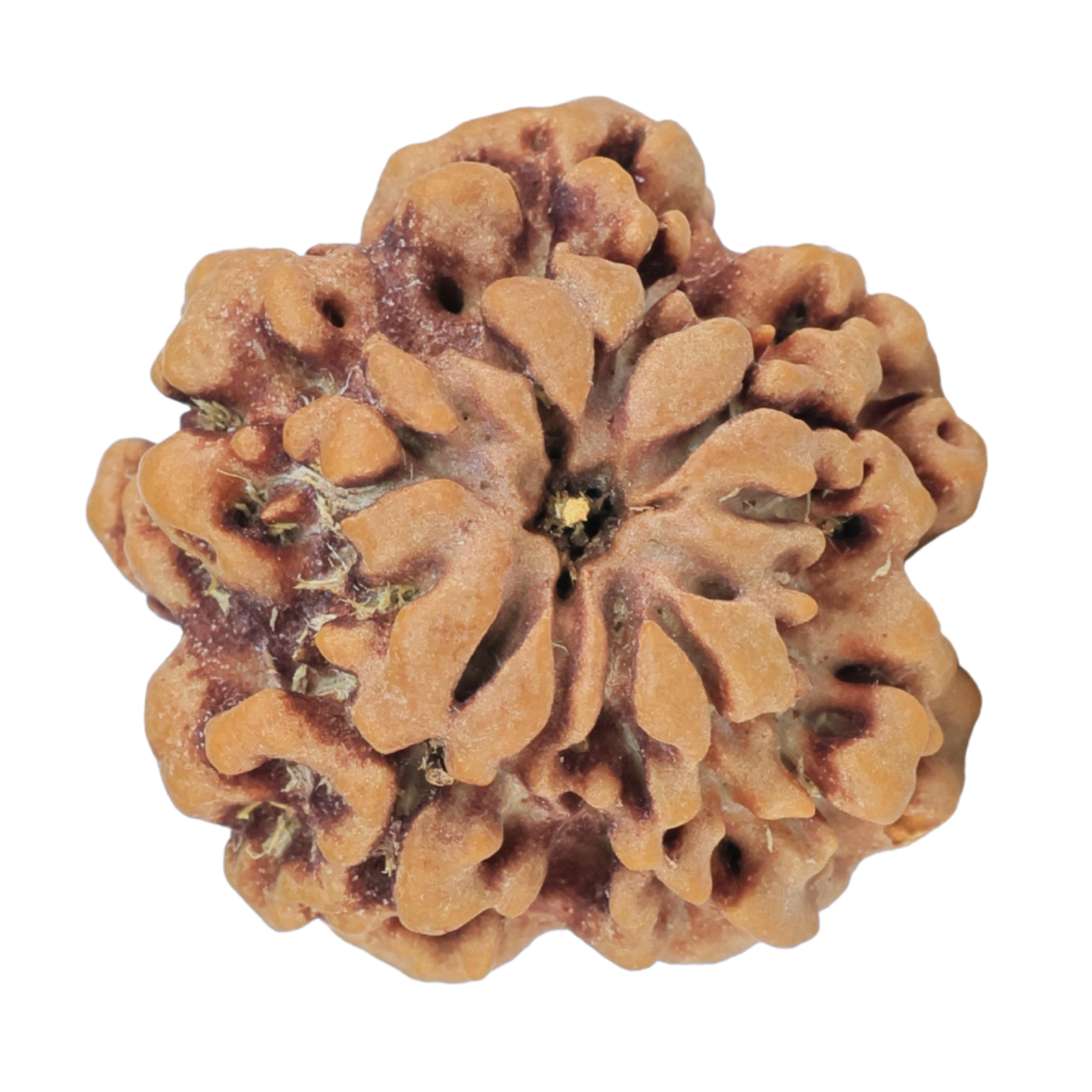 1MK(Underdeveloped) 22.1mm 3.53gm - Rudraksha back