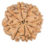 9 Mukhi Rudraksha 19.8mm 2.75gm - Rudraksha back