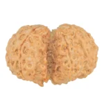 6 Mk Gaurishankar 32.6mm 6.64gm - Rudraksha back