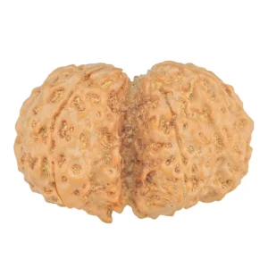 6 Mk Gaurishankar 32.6mm 6.64gm - Rudraksha back