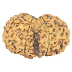 7 MK Gaurishankar 29mm 3.71gm - Rudraksha back