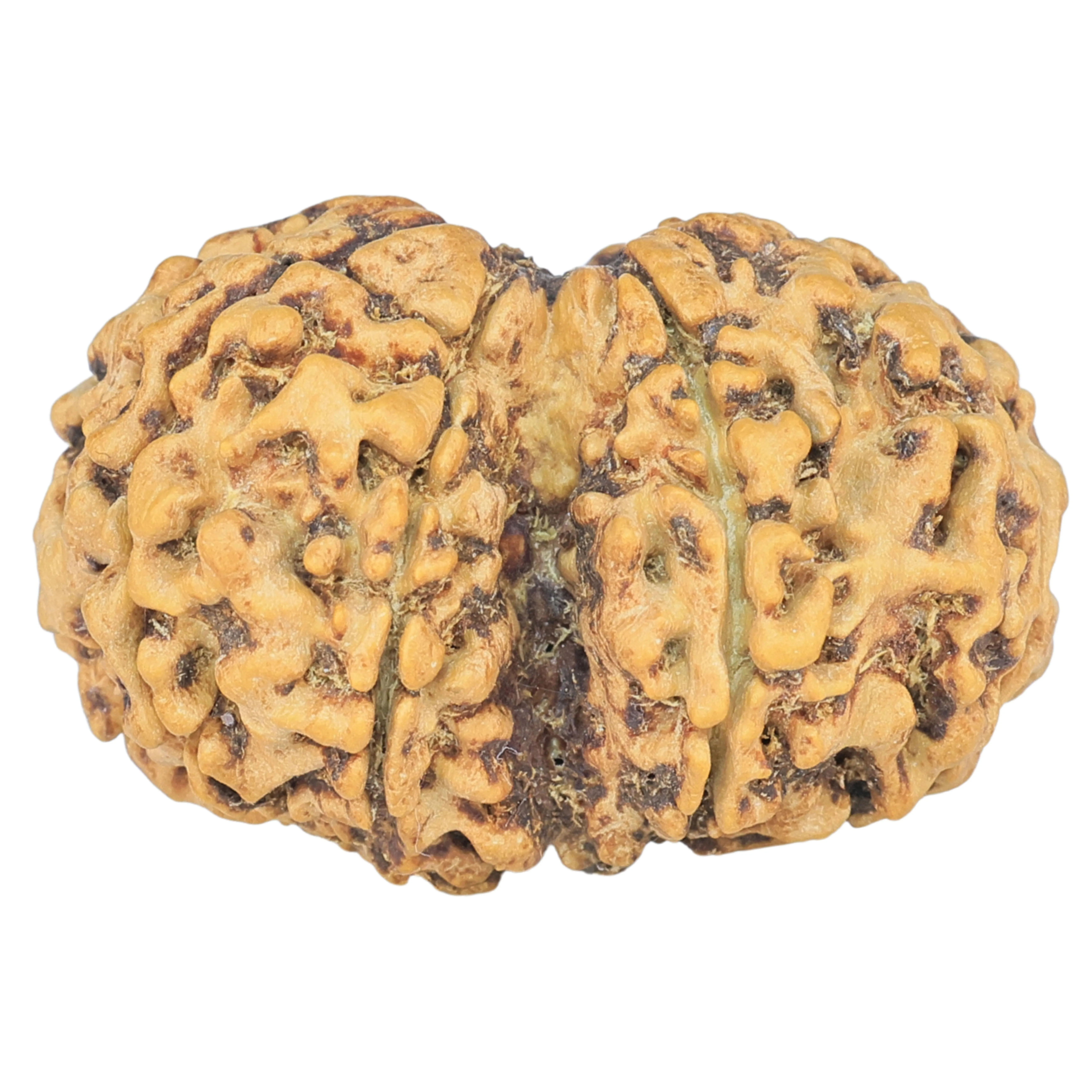 7 MK Gaurishankar 29mm 3.71gm - Rudraksha back