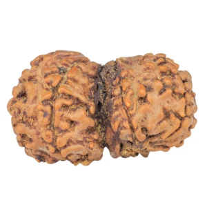 7 MK Gaurishankar 25mm 2.28gm - Rudraksha back