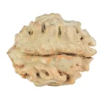 1 Mukhi Rudraksha 20mm 2.31gm - Rudraksha back