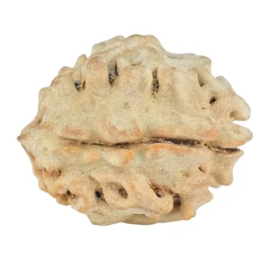 1 Mukhi Rudraksha 20mm 2.31gm - Rudraksha back