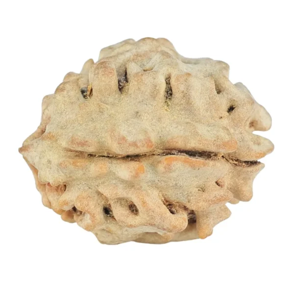 1 Mukhi Rudraksha 20mm 2.31gm - Rudraksha back