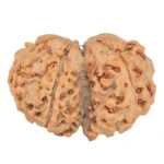 7 MK Gaurishankar 25.7mm 3.68gm - Rudraksha back