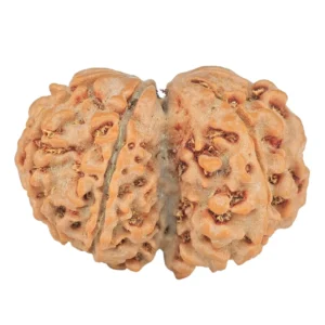7 MK Gaurishankar 25.7mm 3.68gm - Rudraksha back