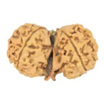 10 Mukhi G.S & Ganesh 35.3mm 5.61gm - Rudraksha back