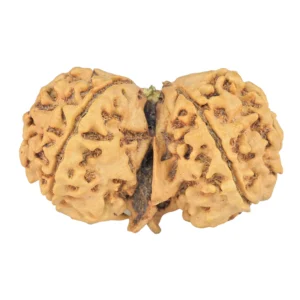10 Mukhi G.S & Ganesh 35.3mm 5.61gm - Rudraksha back