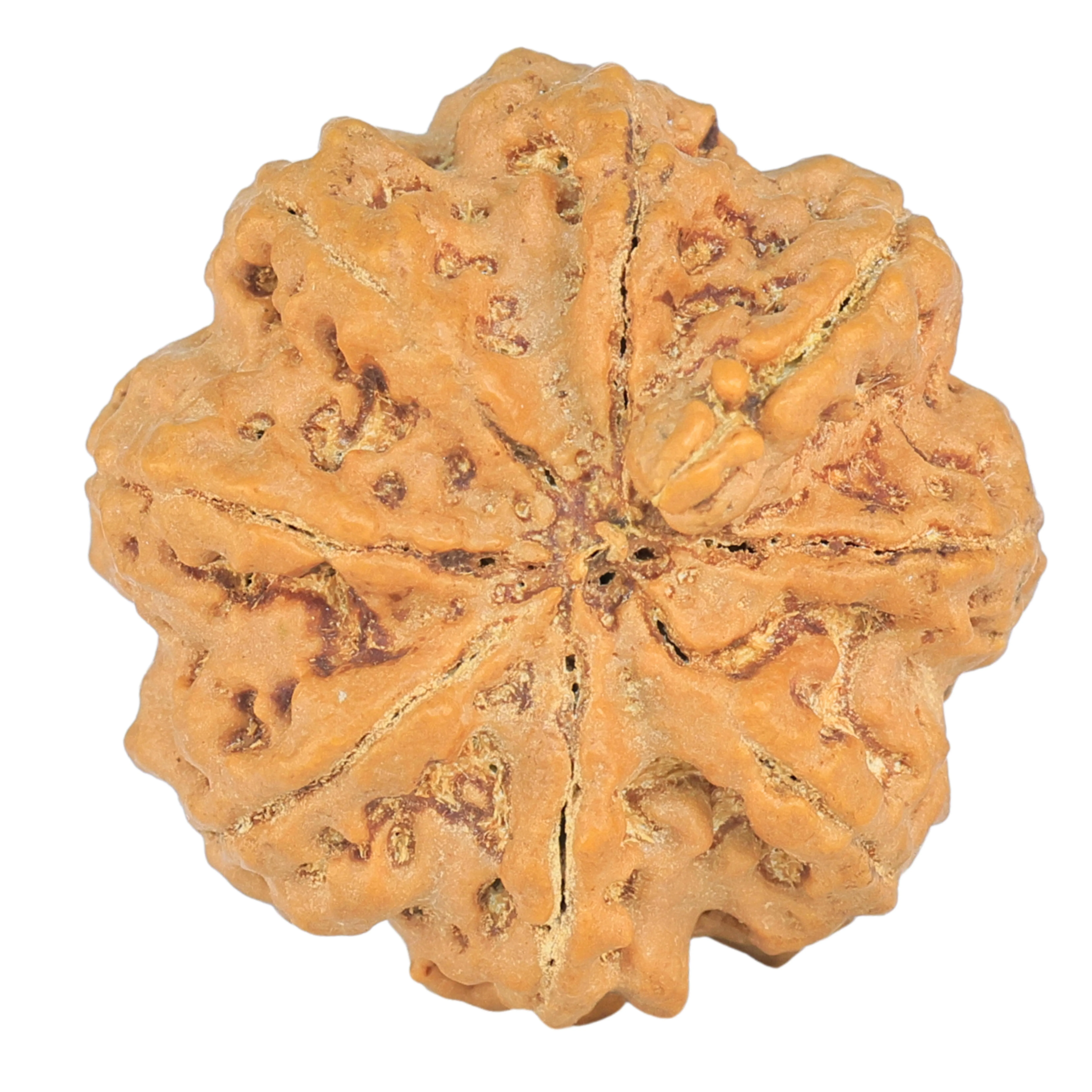 8 Mukhi Ganesh 27.2mm 6.17gm - Rudraksha back