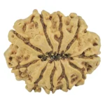 10 Mukhi Rudraksha 24.4mm 3gm - Rudraksha back