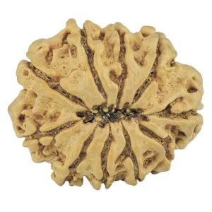 10 Mukhi Rudraksha 24.4mm 3gm - Rudraksha back