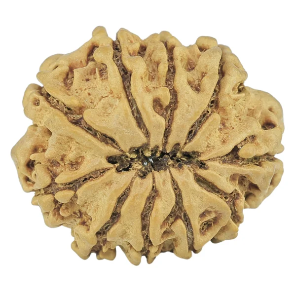 10 Mukhi Rudraksha 24.4mm 3gm - Rudraksha back