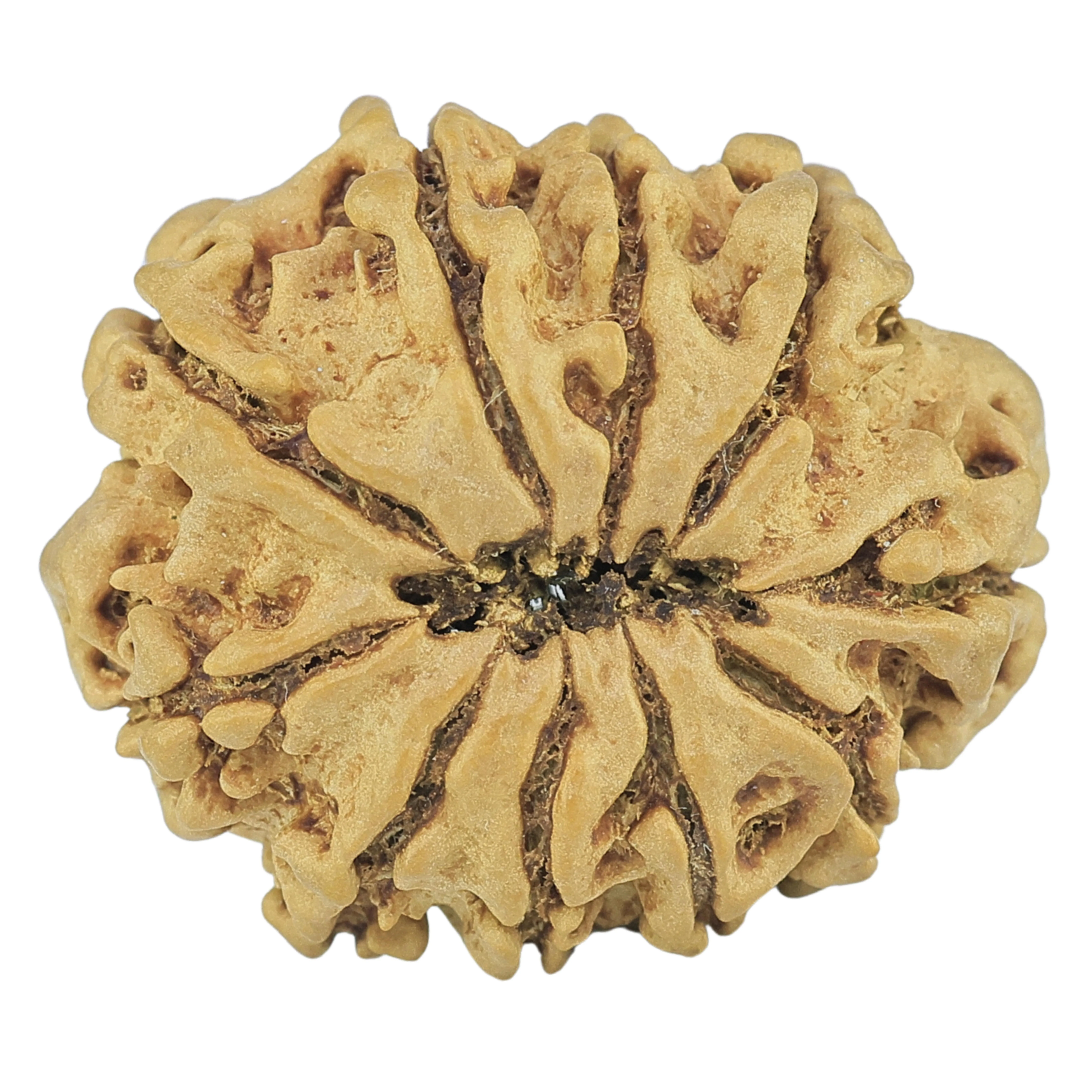 10 Mukhi Rudraksha 24.4mm 3gm - Rudraksha back