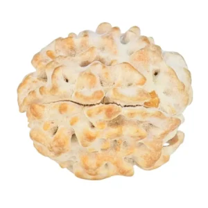 1 Mukhi Rudraksha 18.6mm 2.3gm - Rudraksha back