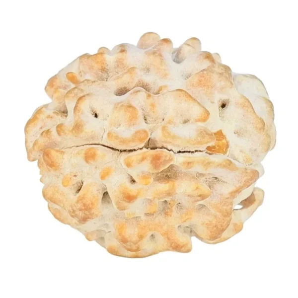 1 Mukhi Rudraksha 18.6mm 2.3gm - Rudraksha back