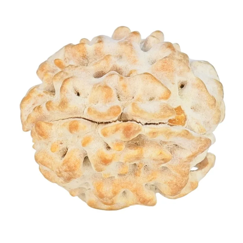 1 Mukhi Rudraksha 18.6mm 2.3gm - Rudraksha back